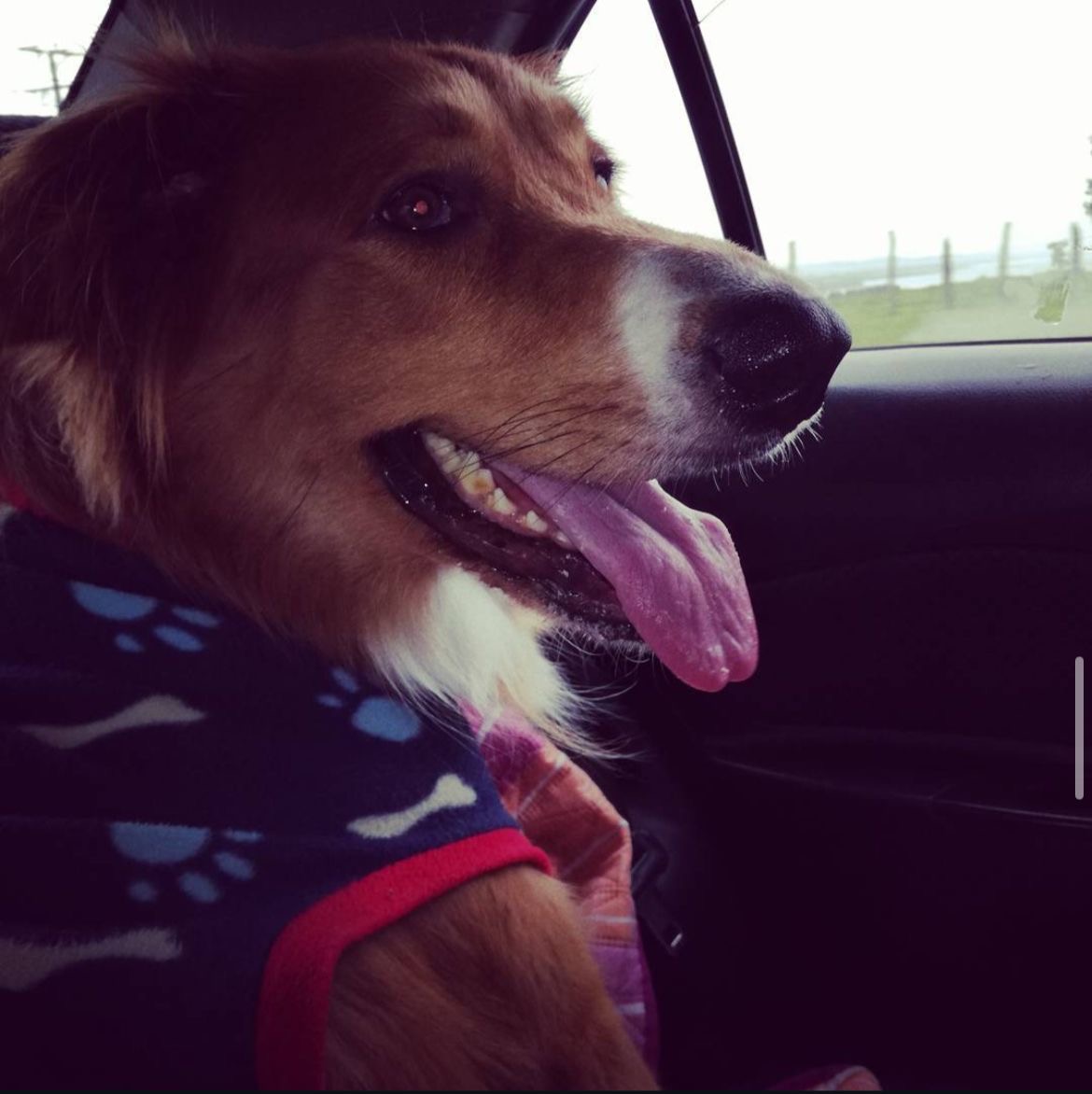 Max de viaje en auto