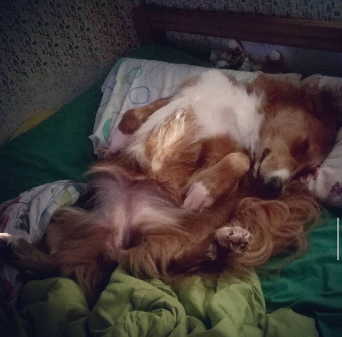 Max durmiendo en un sillón