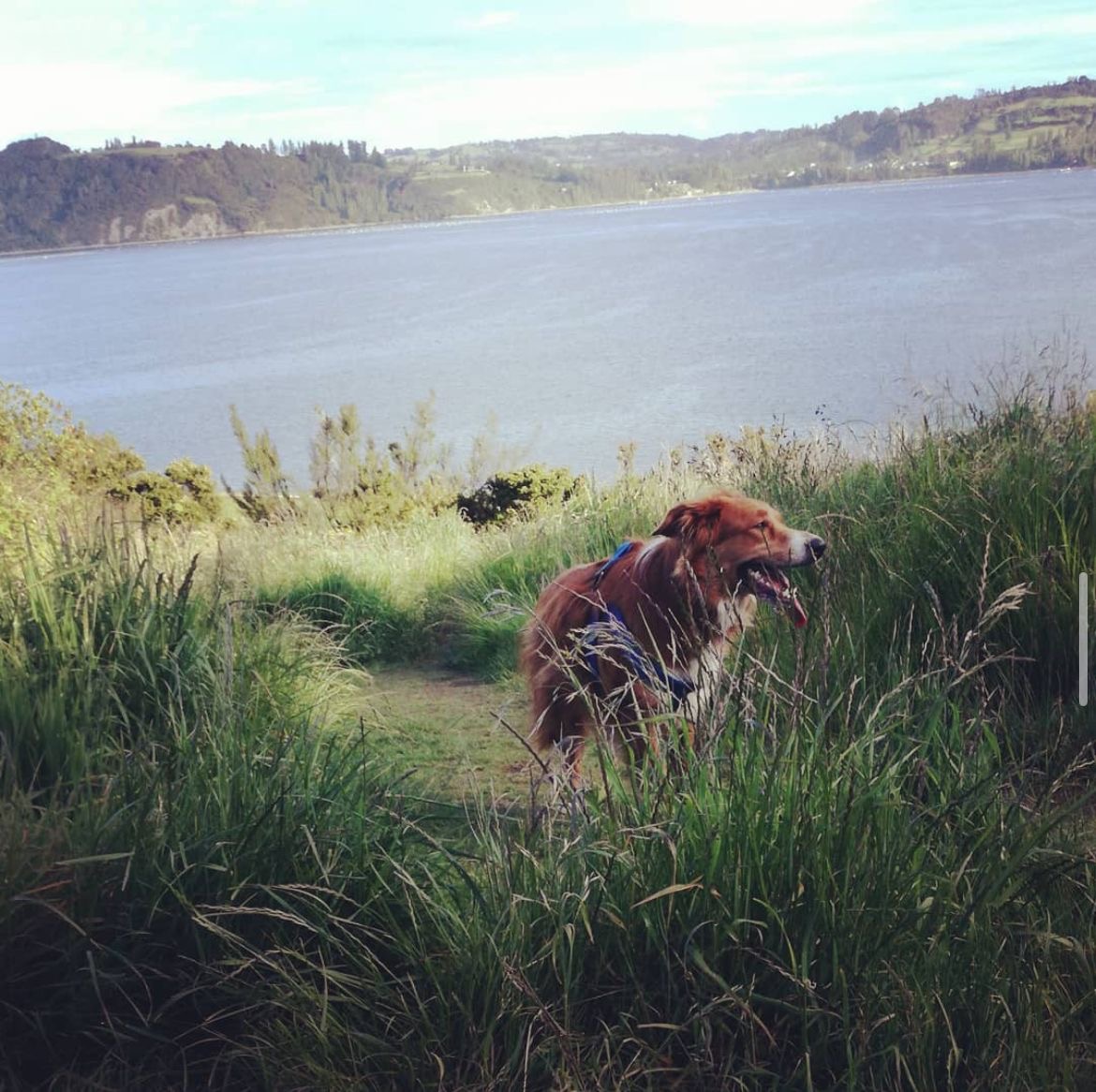 Max junto a un paisaje bonito del sur de Chile